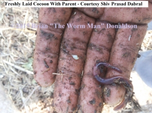 Worm Cocoon Freshly Laid With Parent                         